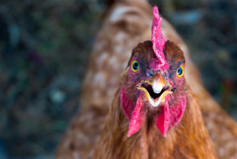 closeup photo of brown hen