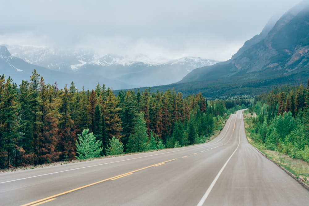 road surrounded by trees