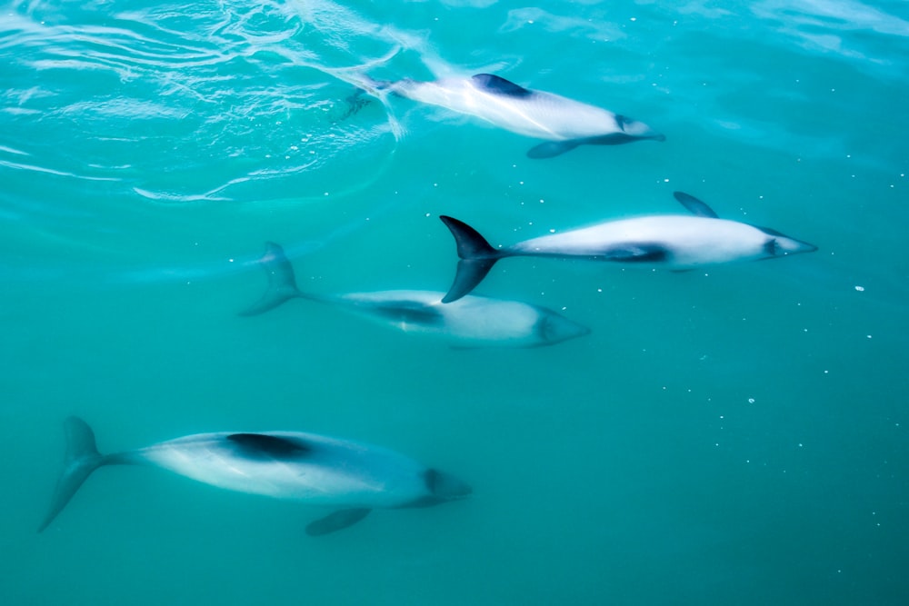 four grey dolphins in body of water during daytime
