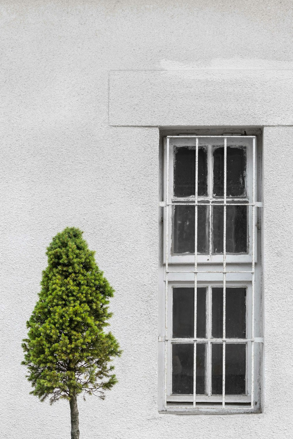 árvore de folha verde na frente da parede de concreto cinzento