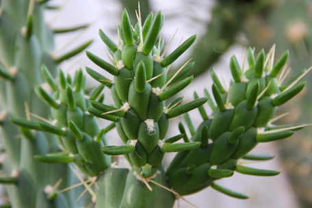 Close-up of a green cactus with tiny spines under natural sunlight