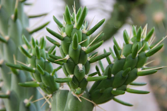 Close-up of a green cactus with tiny spines under natural sunlight