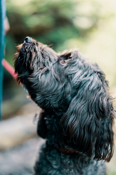 Film production services: close-up photography of a black dog looking up