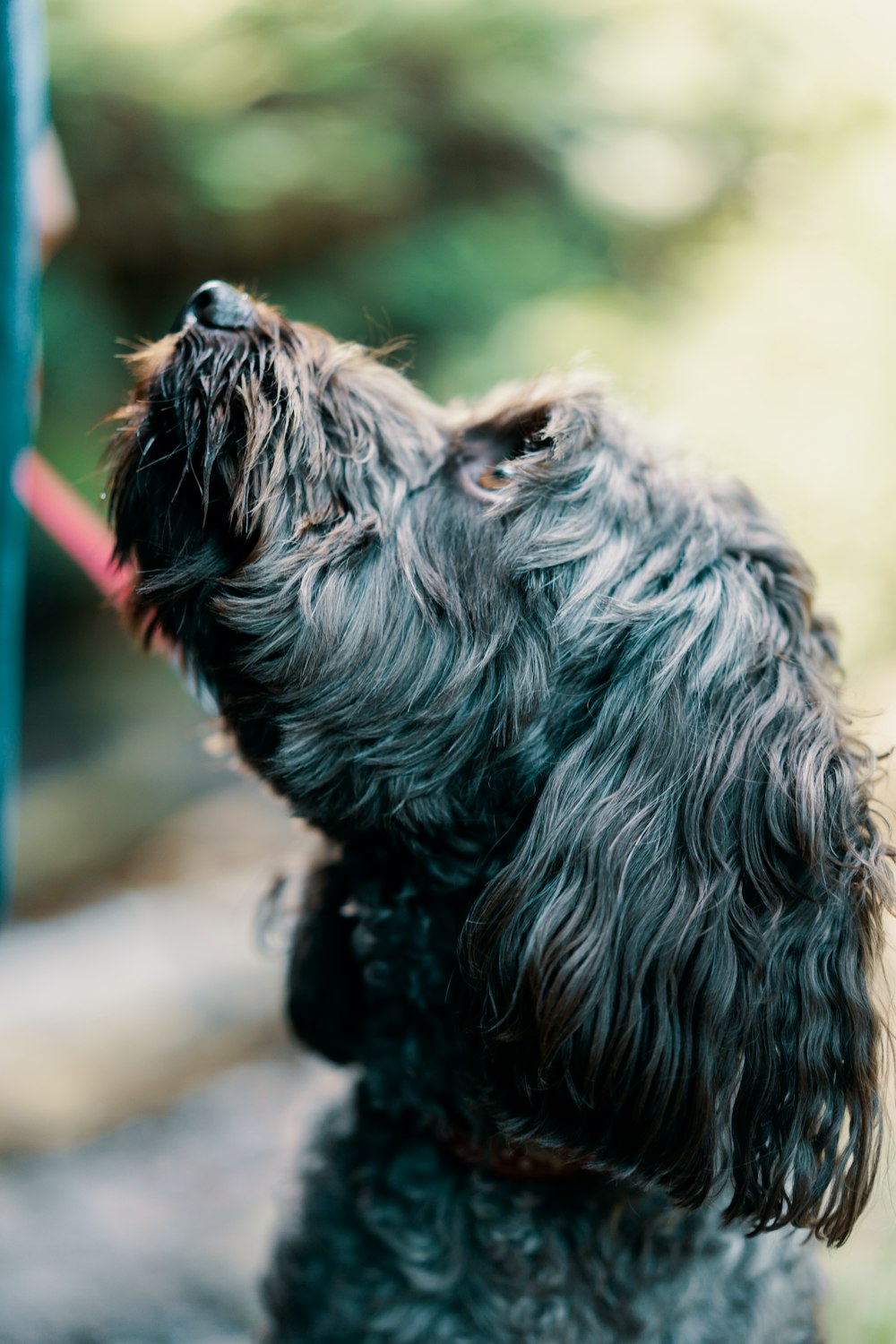 black dog looking up closed up photography