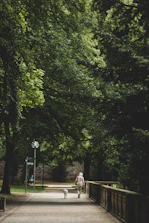 A gentle walk through a leafy park with a happy dog on leash beside the owner.