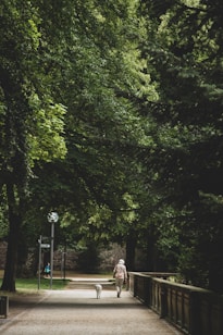 A peaceful park scene with a path bordered by lush green trees. An elderly person is walking with a dog, creating a serene and tranquil atmosphere. The light filtering through the canopy casts gentle shadows on the ground.