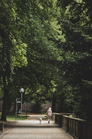 A peaceful park scene with a path bordered by lush green trees. An elderly person is walking with a dog, creating a serene and tranquil atmosphere. The light filtering through the canopy casts gentle shadows on the ground.