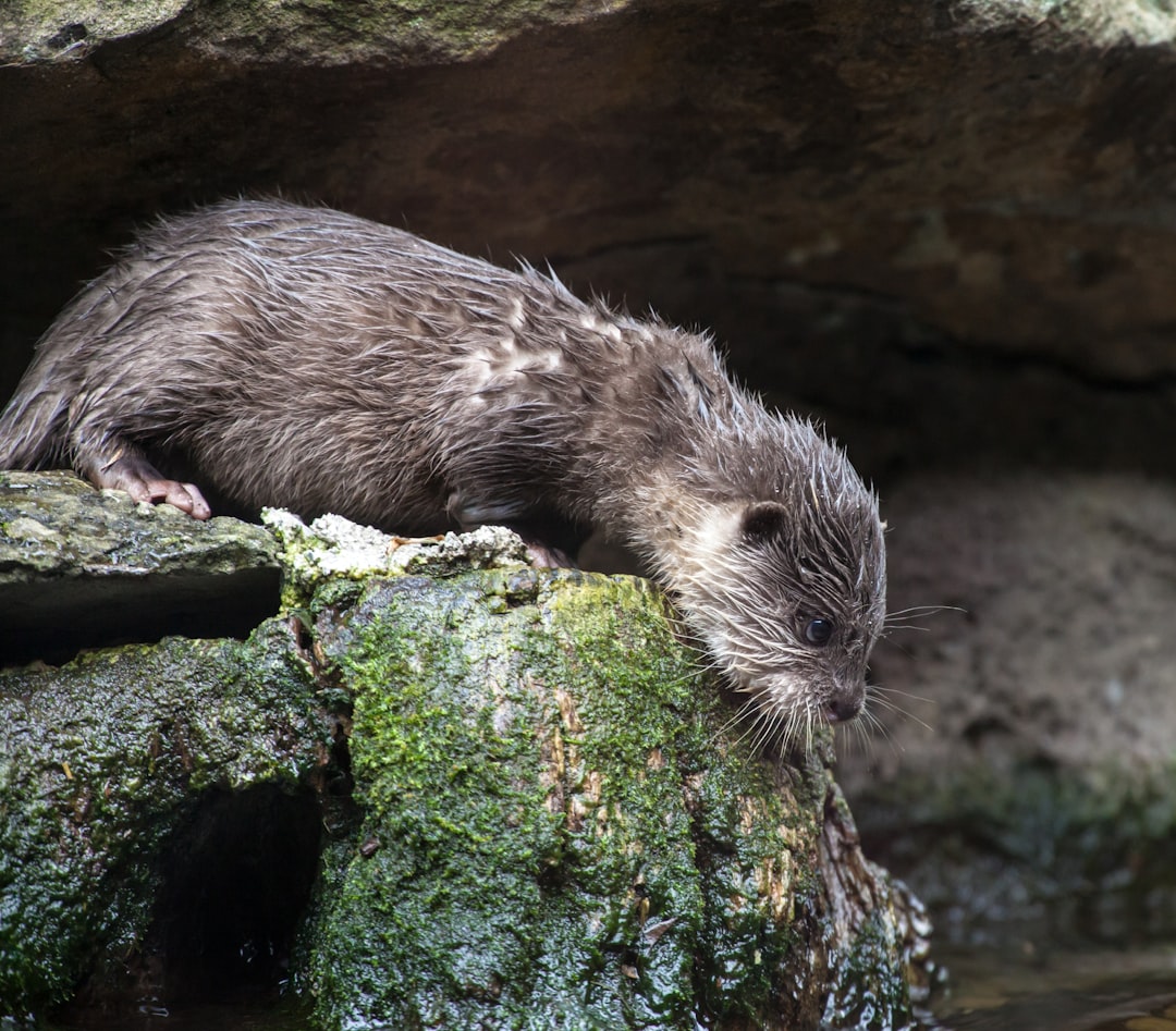 野生動物