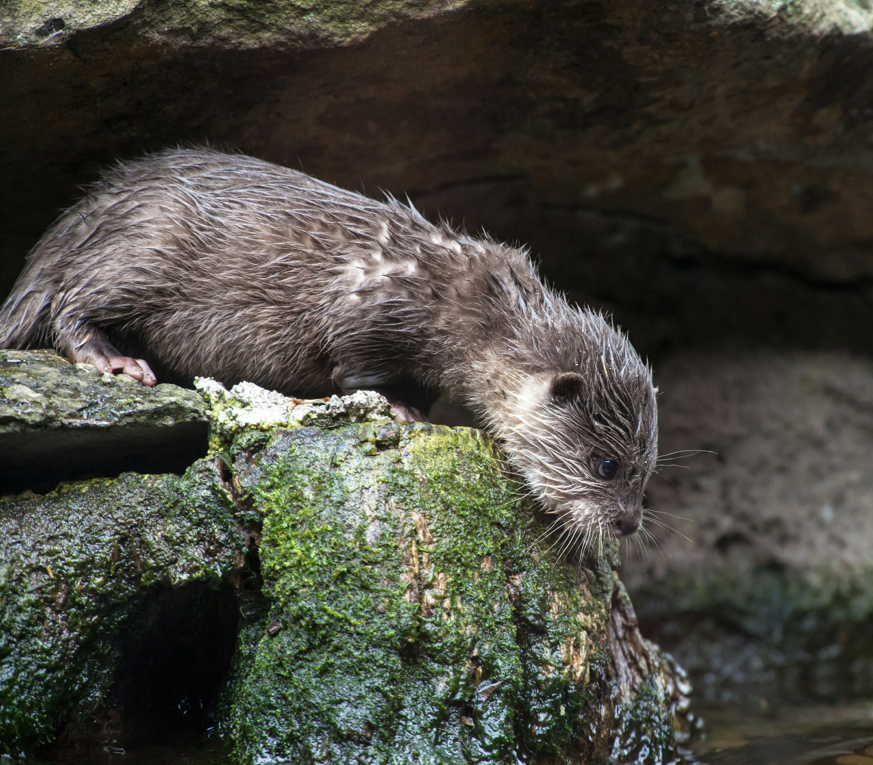 otter standing on rock