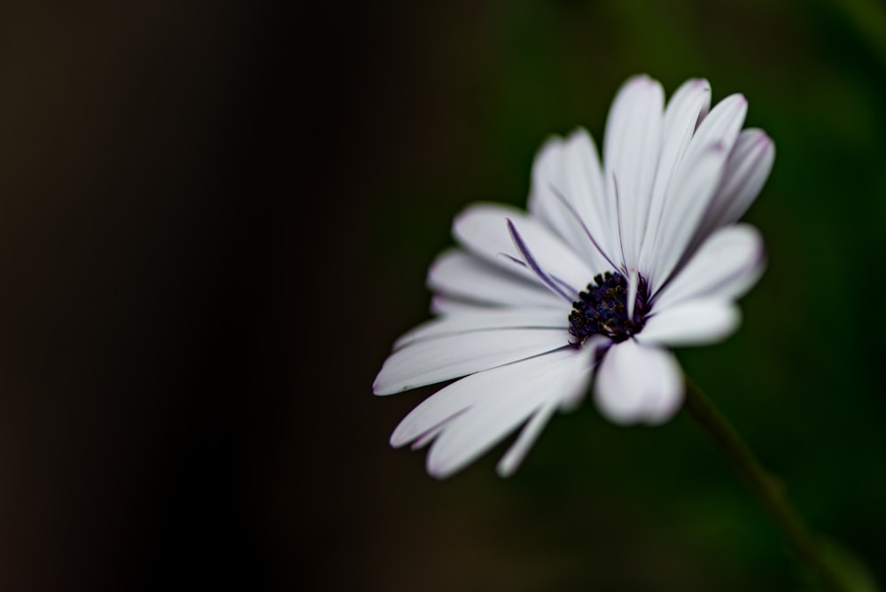 Fotografía de primer plano de flor blanca de pétalos de racimo