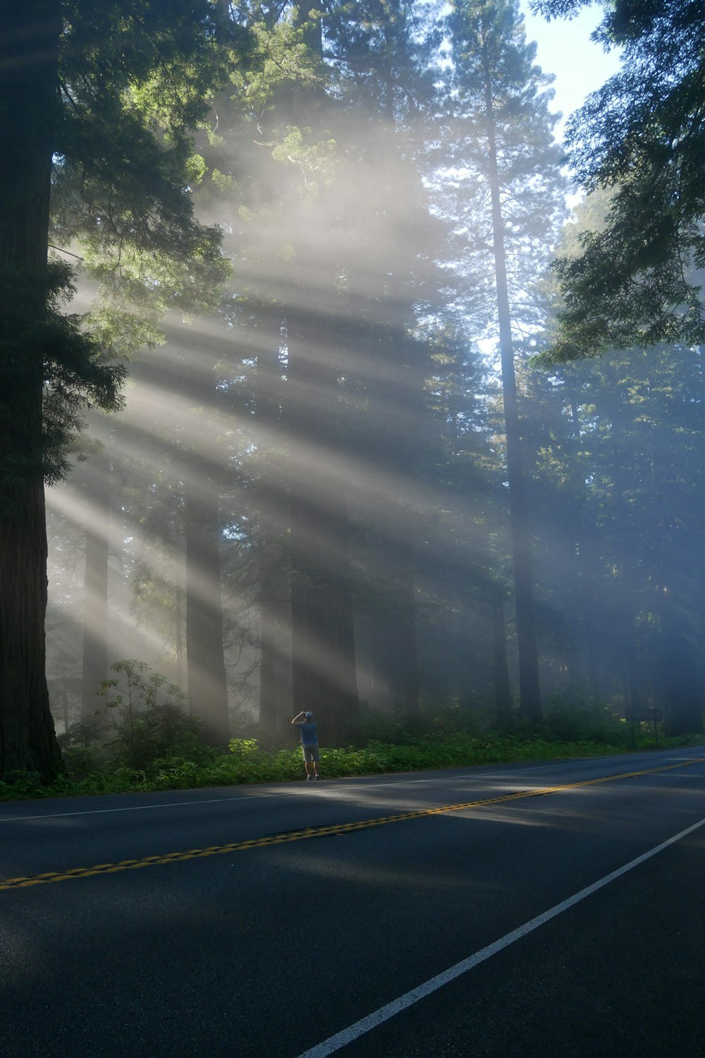 man taking photo of trees