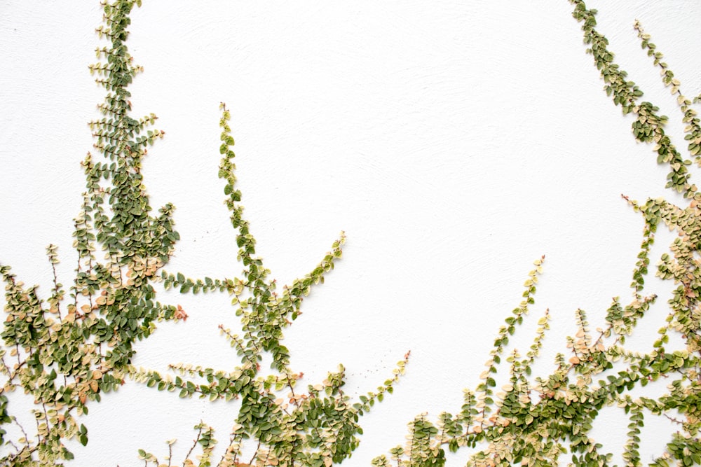 a close up of a plant on a white wall
