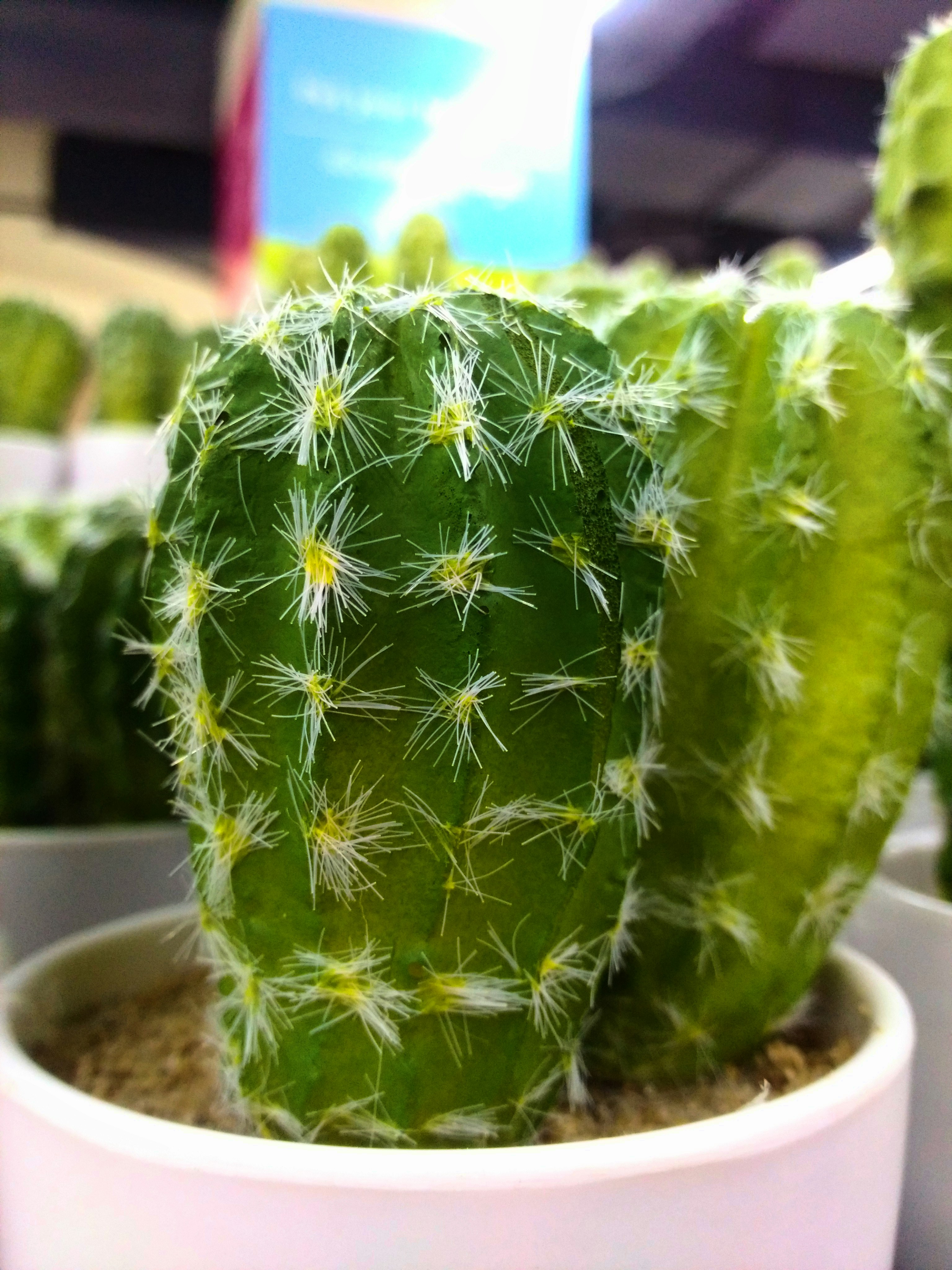 Cactus Espinoso Verde