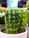 Close-up of a healthy green cactus in a modern white pot on a wooden table.
