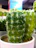 Close-up of a healthy green cactus in a modern white pot on a wooden table.