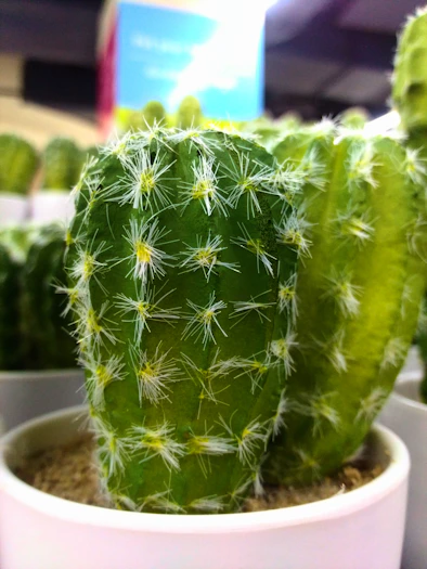 Close-up of a vibrant green cactus with tiny spines glistening under natural sunlight in a rustic Quebec home setting