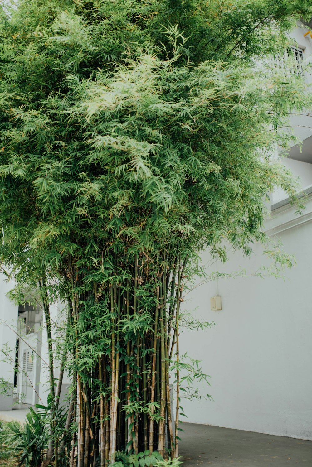 green-leafed bamboo plants