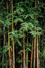 bamboos in the wild