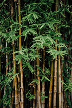 Bambú gigante cultivado para proyectos tropicales en Canarias