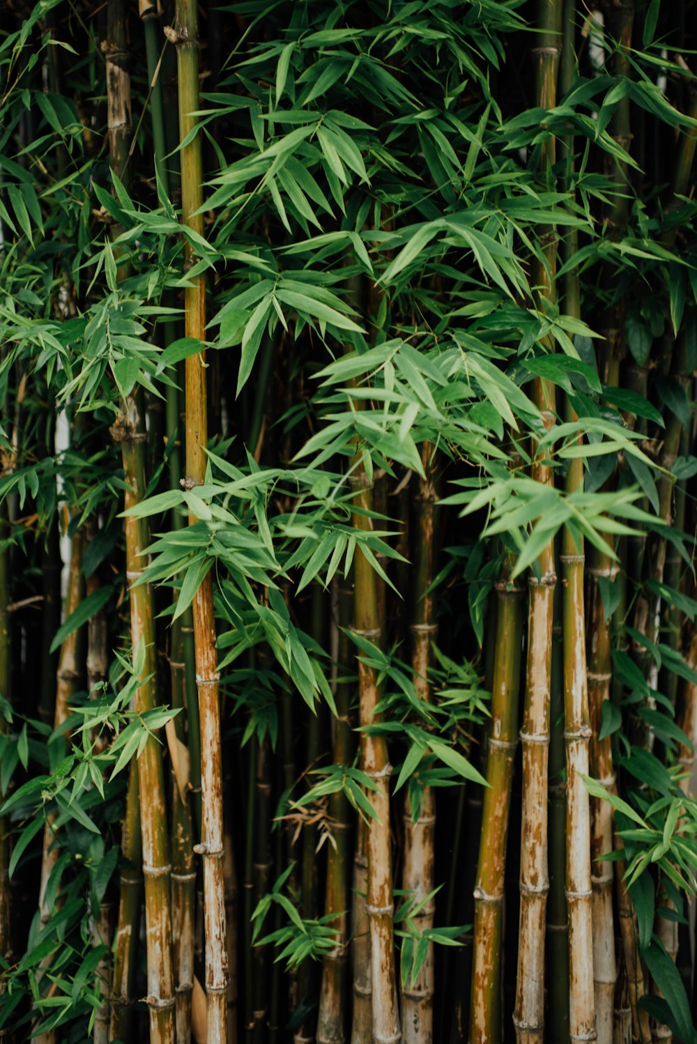 Bambus na natureza