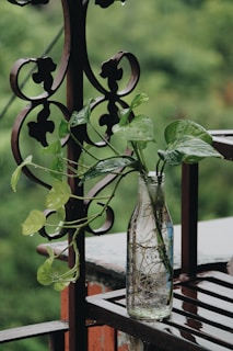 shallow focus photography green leafed potted plant