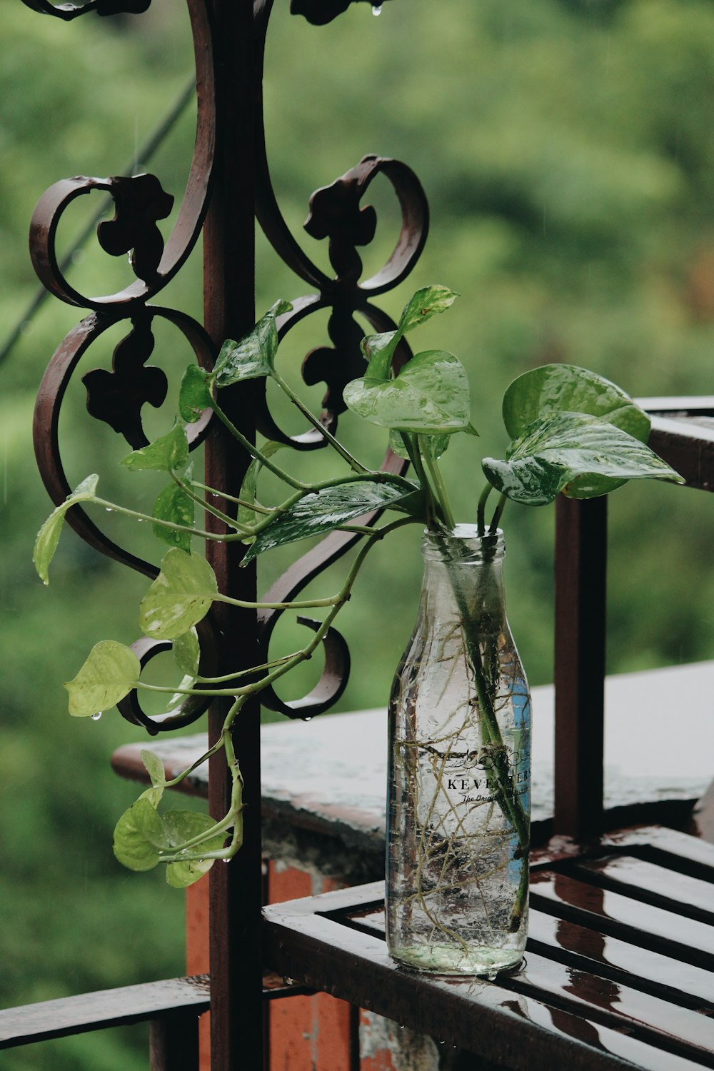 shallow focus photography green leafed potted plant