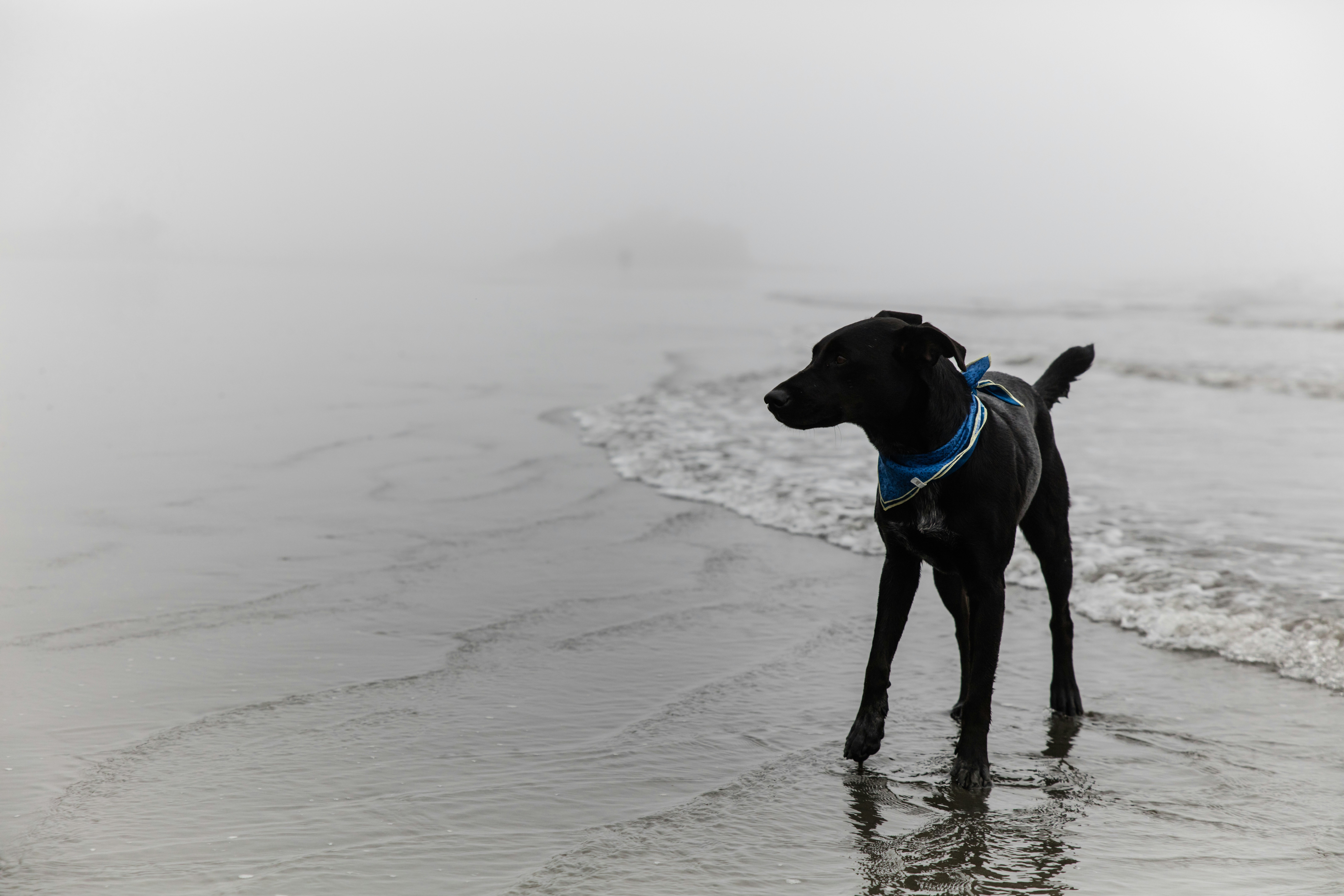 Montrose Dog Beach, Illinois (image credits: unsplash)