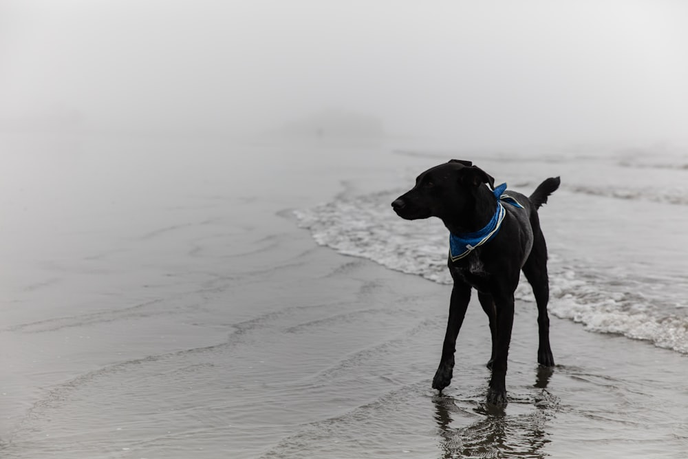 black short coated dog on beach