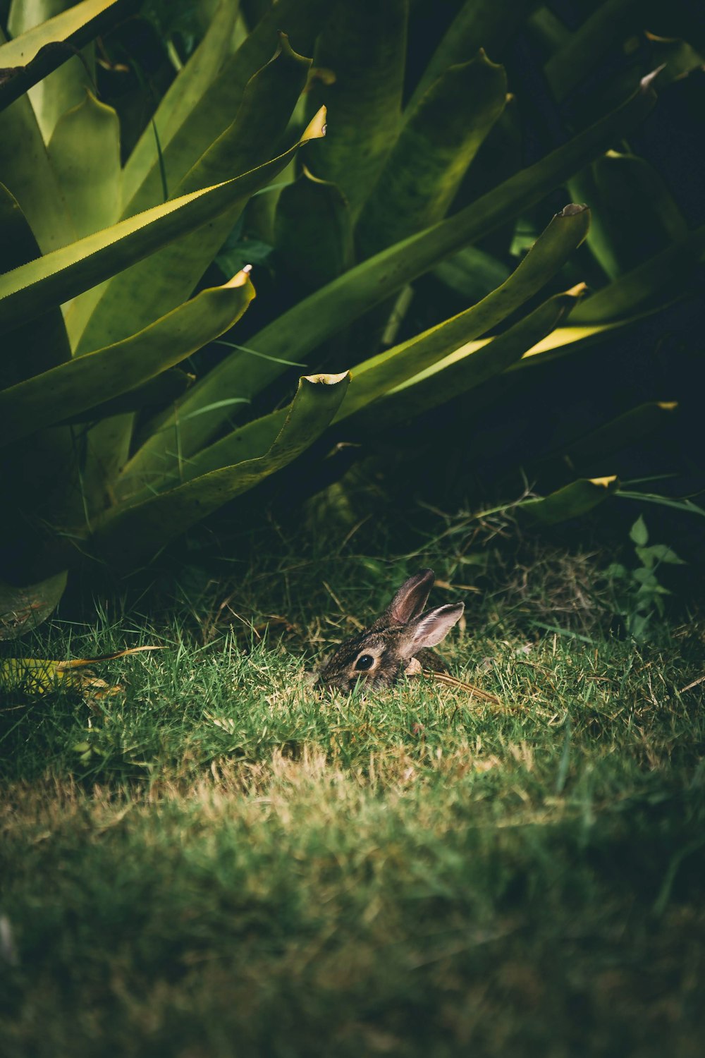 macro shot photography of brown animal hiding in grass