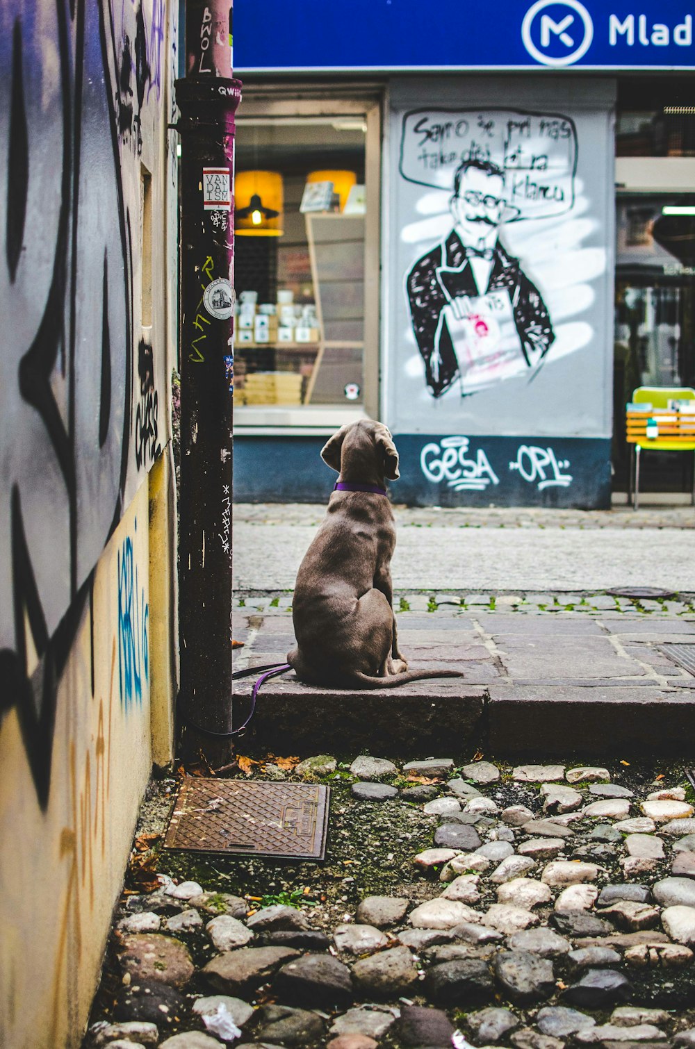 brown dog sitting