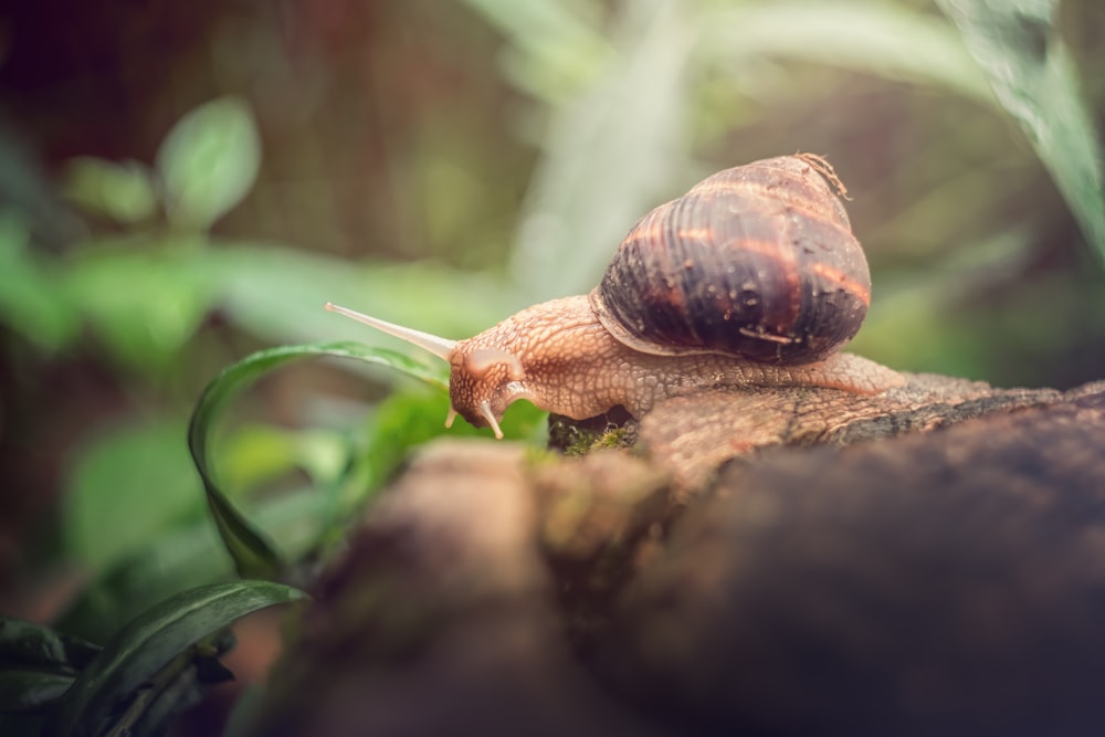 brown and black snail closeup photography