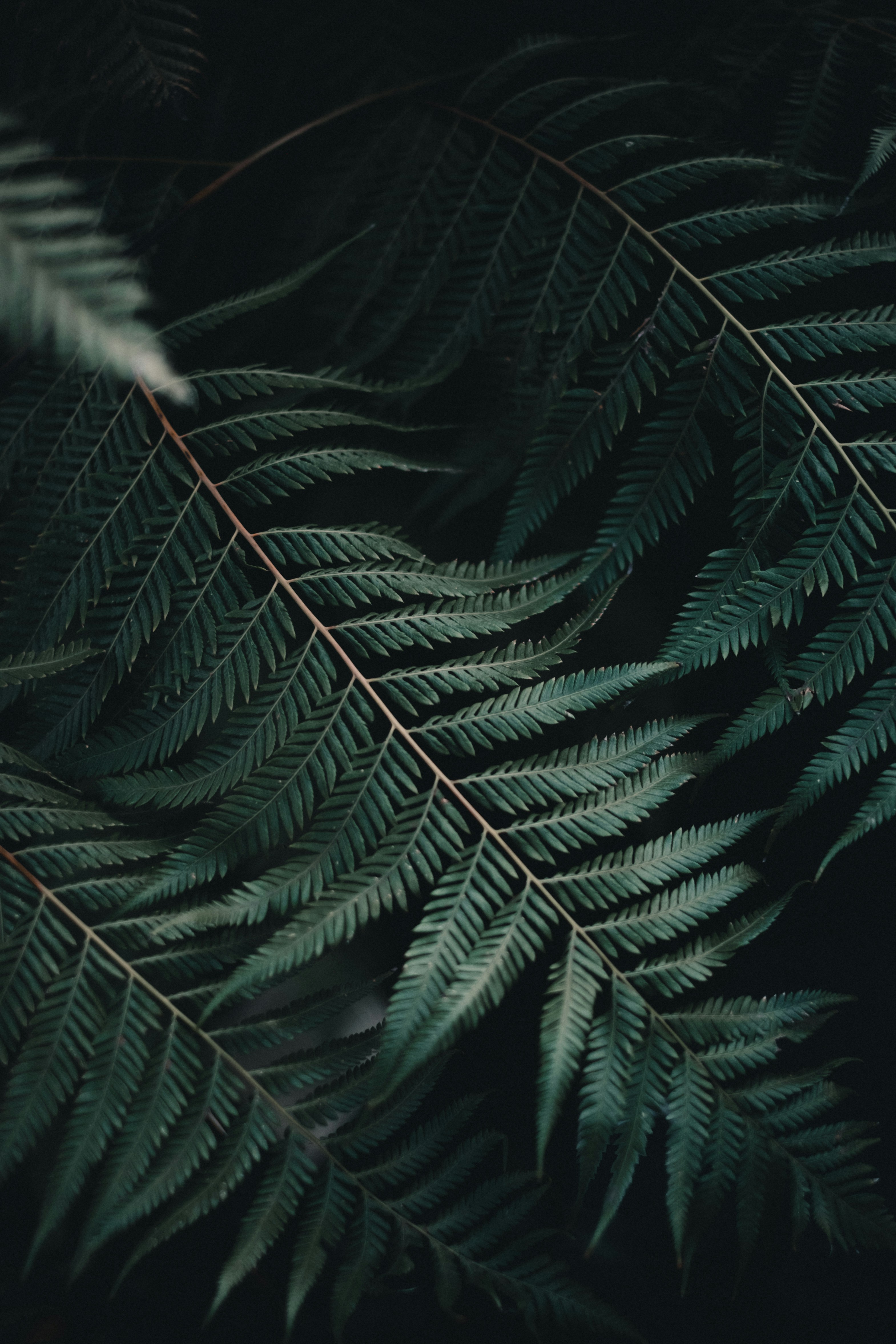 green leaves photo Free Image on Unsplash