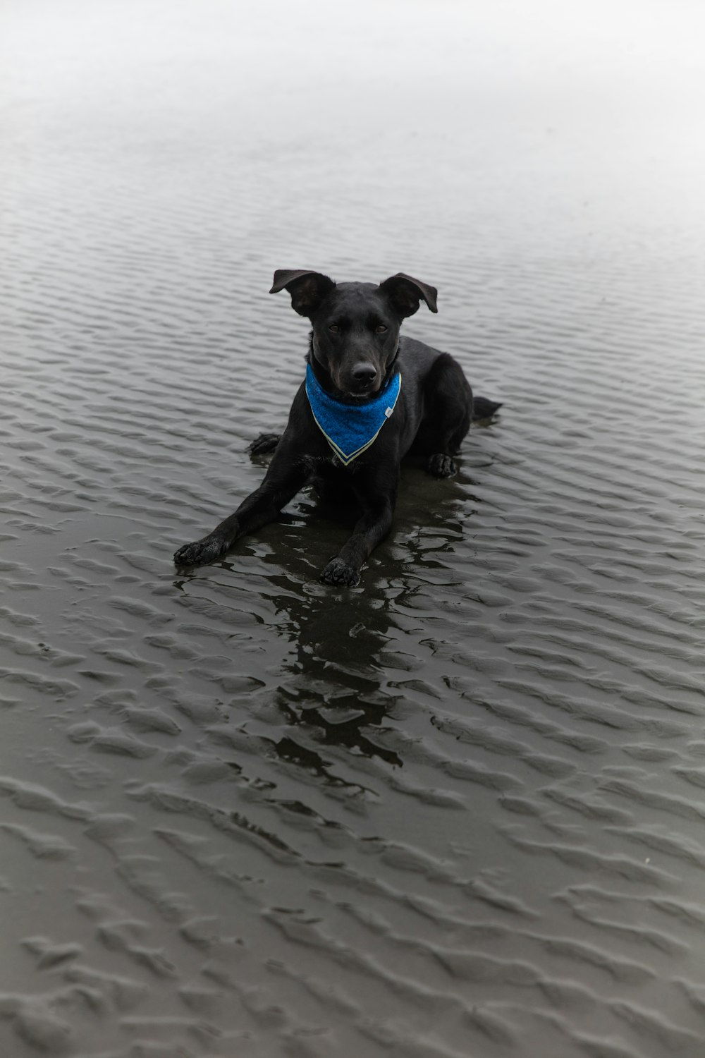 adult black Labrador retriever lying on sand