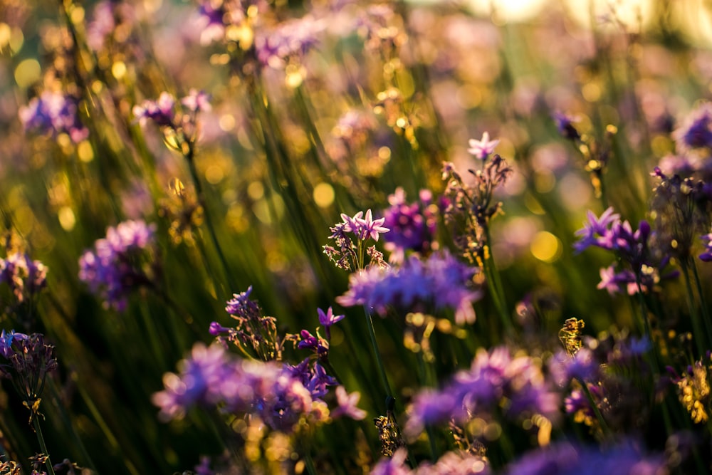 foto ravvicinata di fiori dai petali viola
