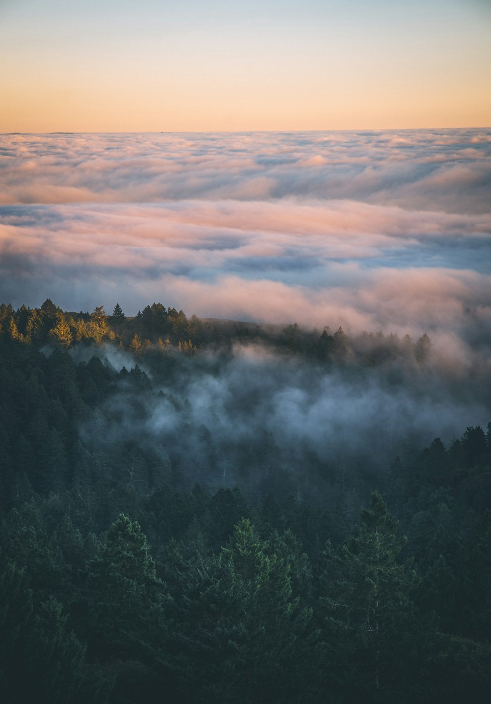 mountain covered with fog