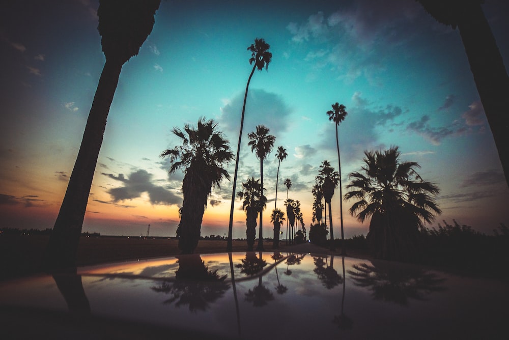 silhouette of palm trees on body of water