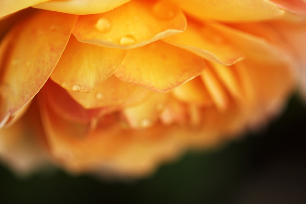 fotografia de foco seletivo de flor de pétalas de cacho laranja