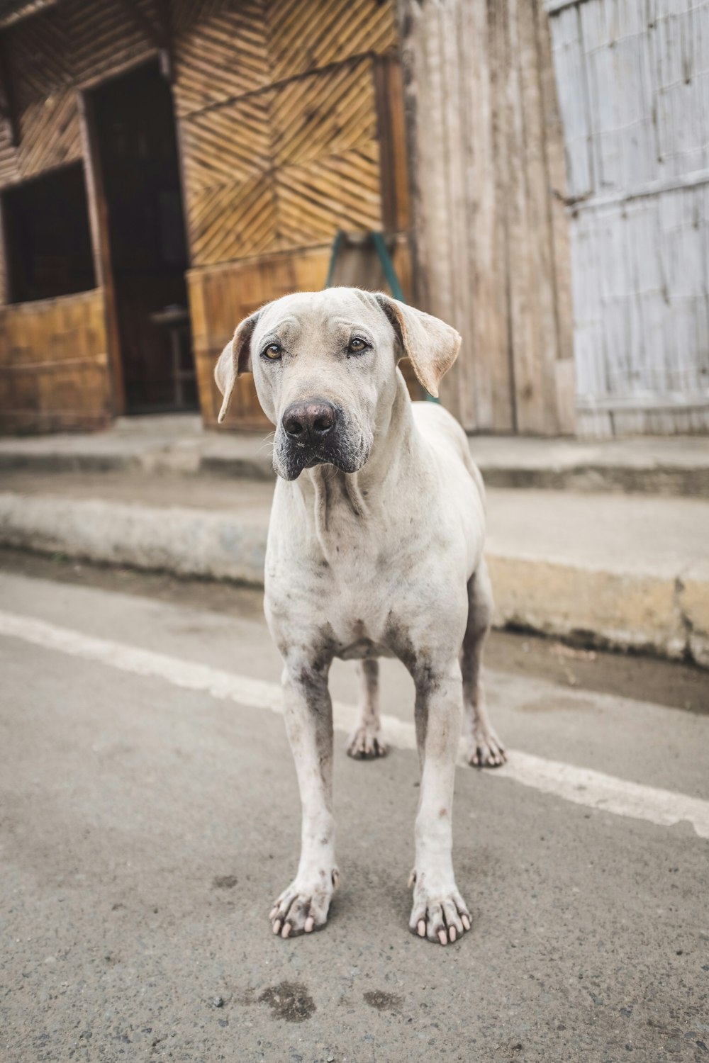 shallow focus photography of gray dog