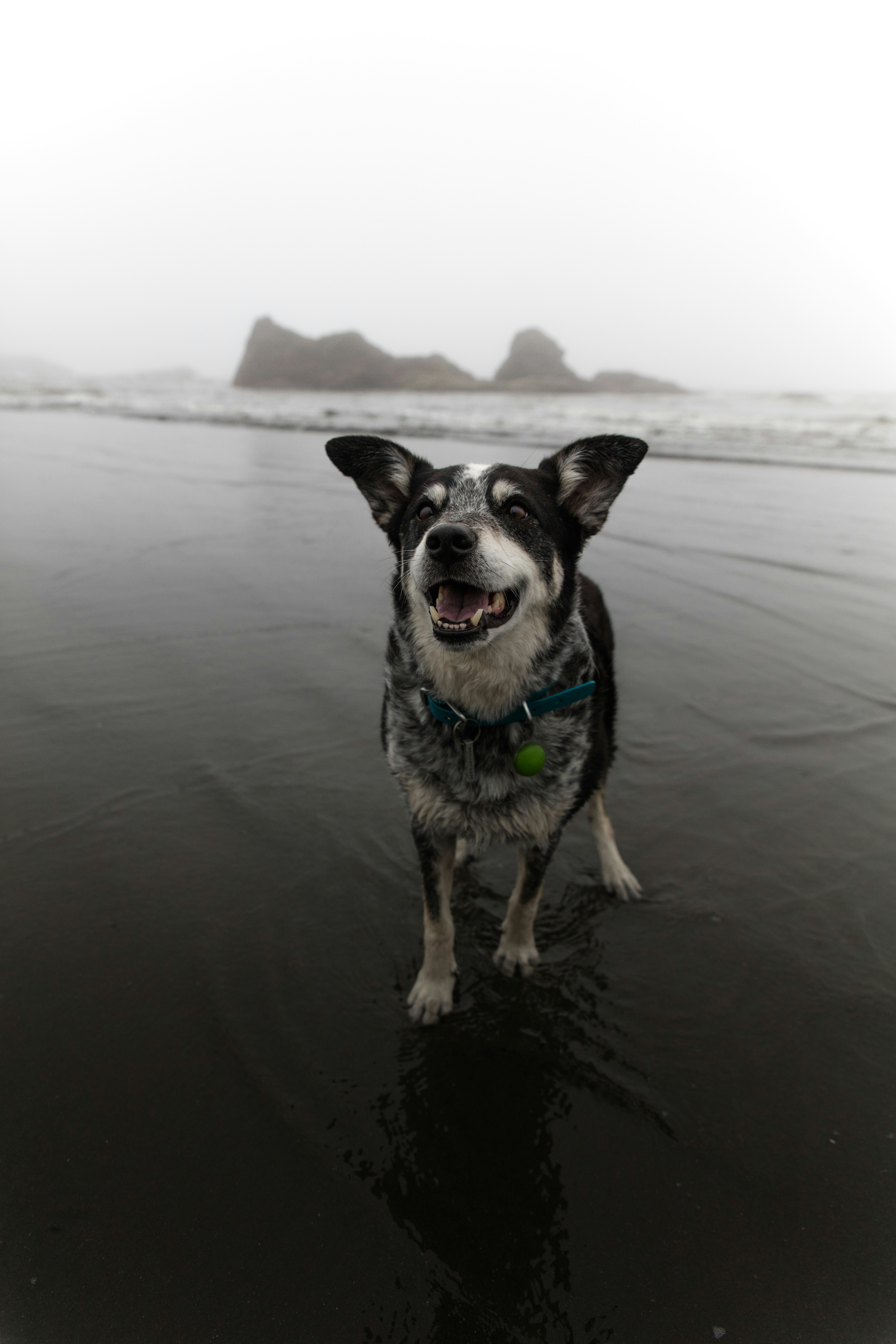 short-coated black and white puppy on shore during daytime