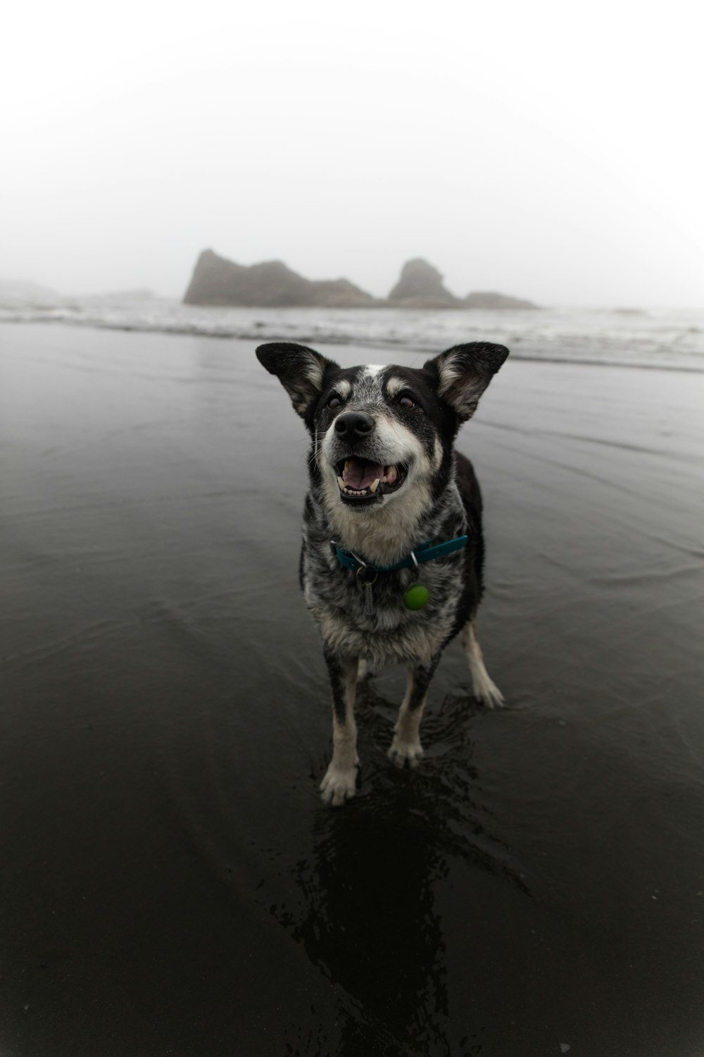 short-coated black and white puppy on shore during daytime