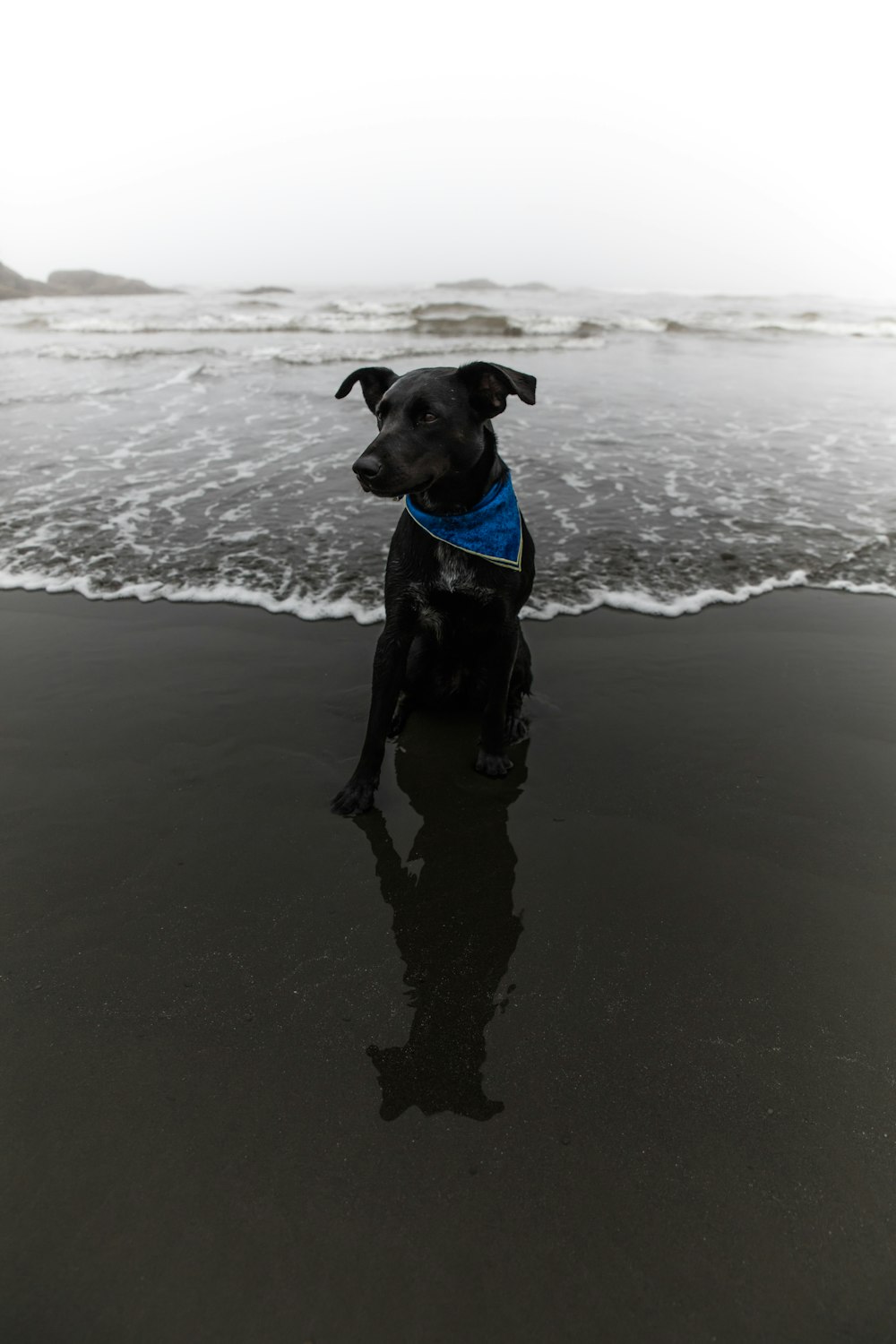 black dog on seashore