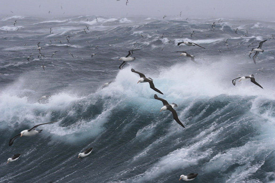 Seagulls Fly Over the Waves in a Storm