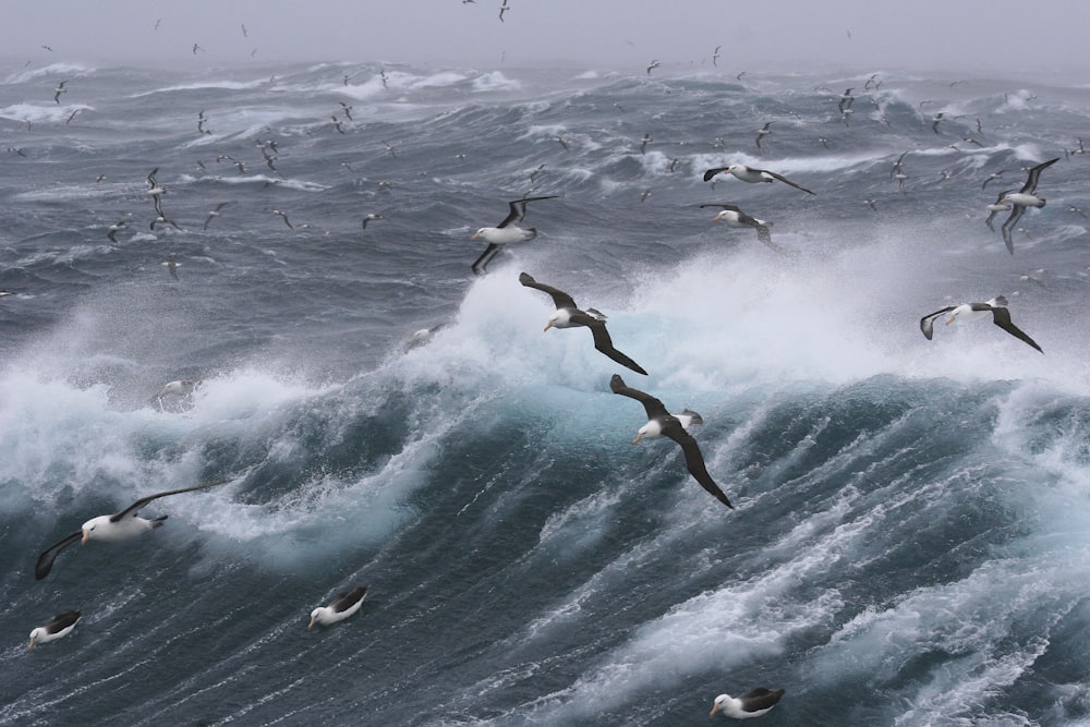 onde dell'oceano