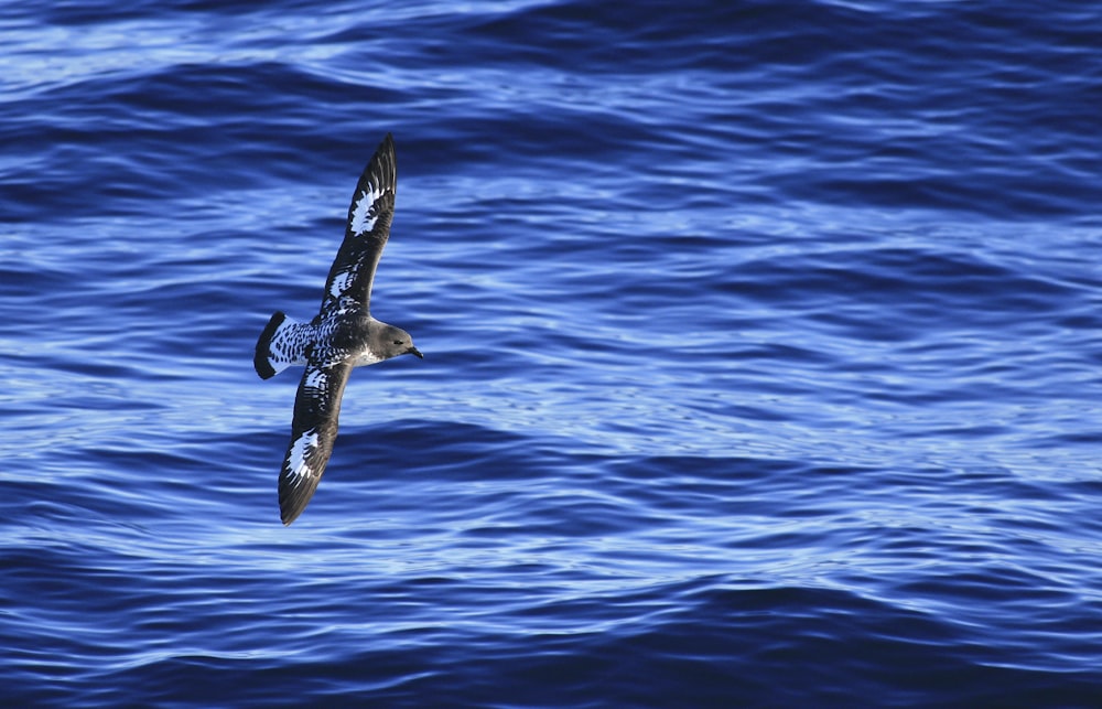 grey bird on flight