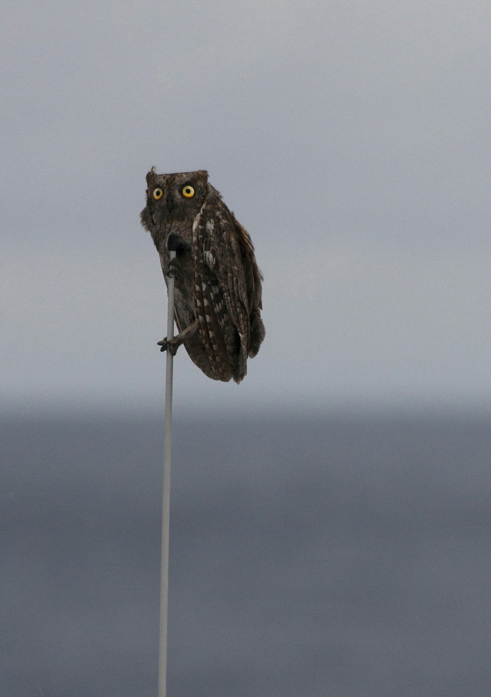 selective focus photography of brown owl