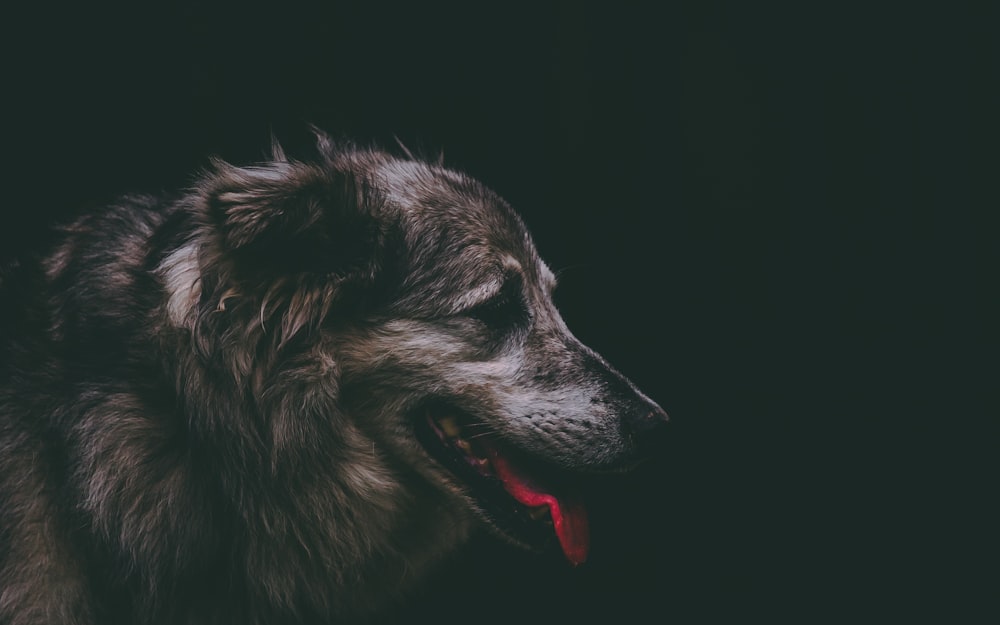 Fotografia de foco do cão marrom