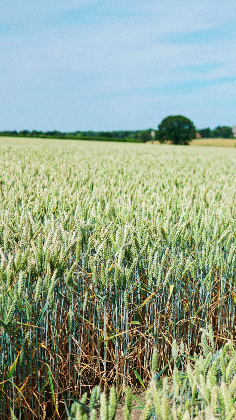 field of wheat