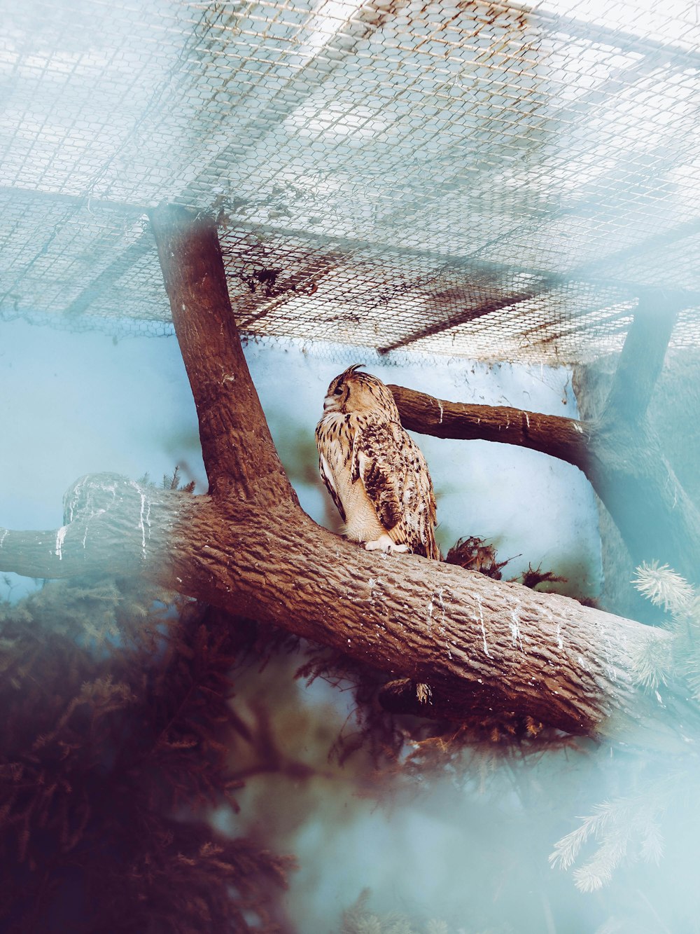 photography of owl on trunck
