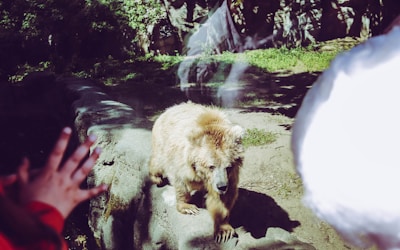 A bear assistant providing guidance to a user.