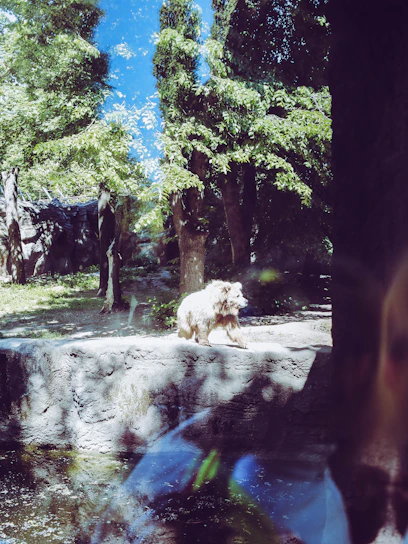 A majestic Andean bear standing on a moss-covered branch in the misty cloud forest.